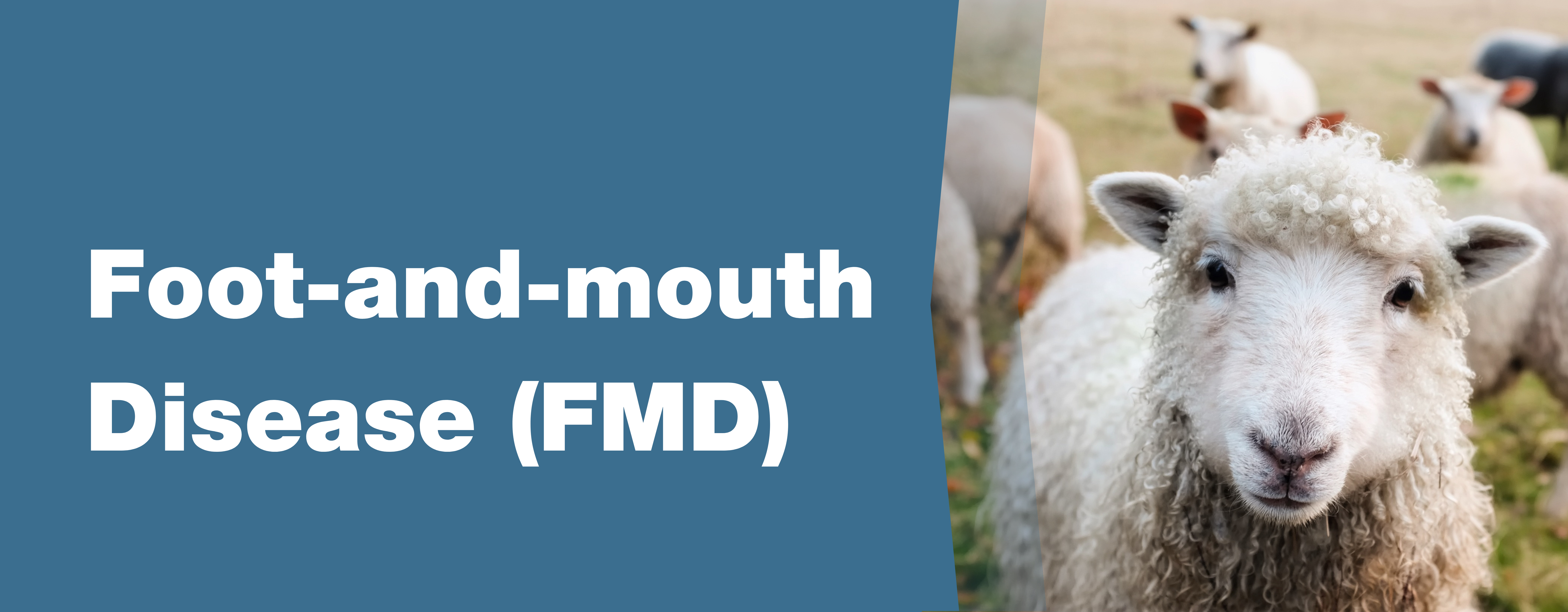 Foot and Mouth Disease Blog Post Image