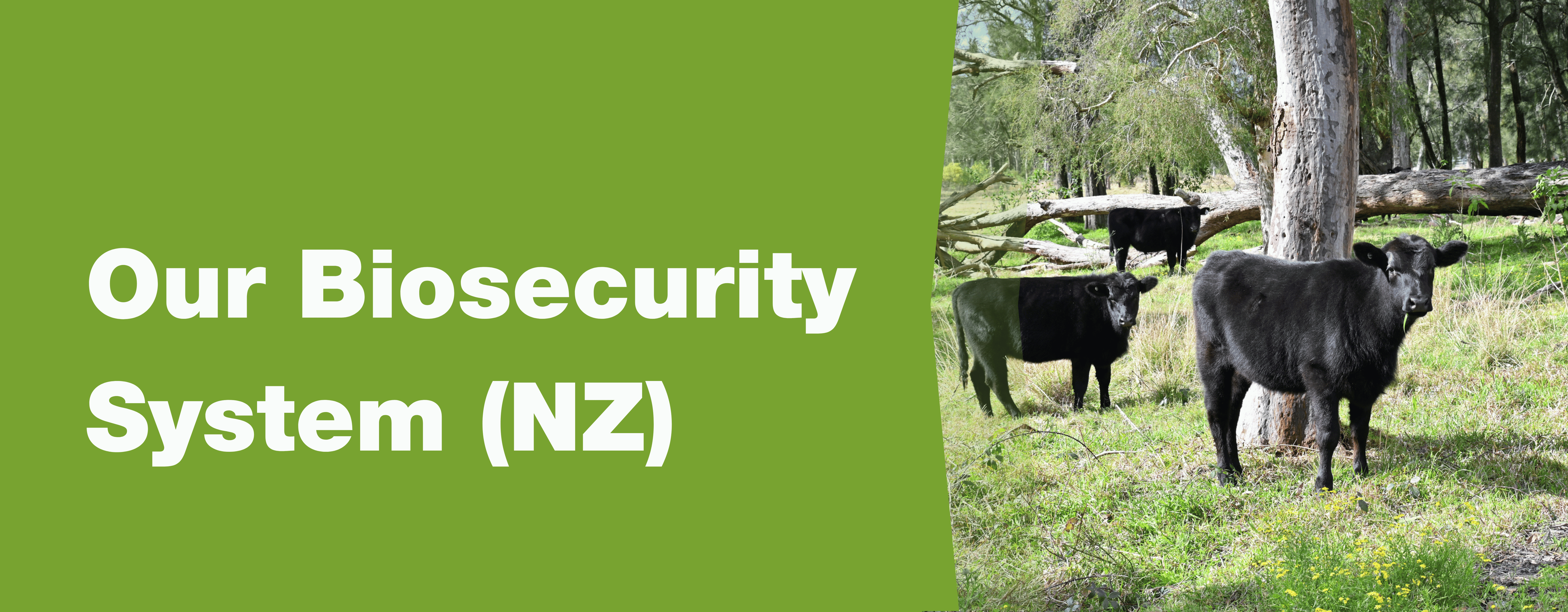 New Zealand’s Biosecurity System Blog