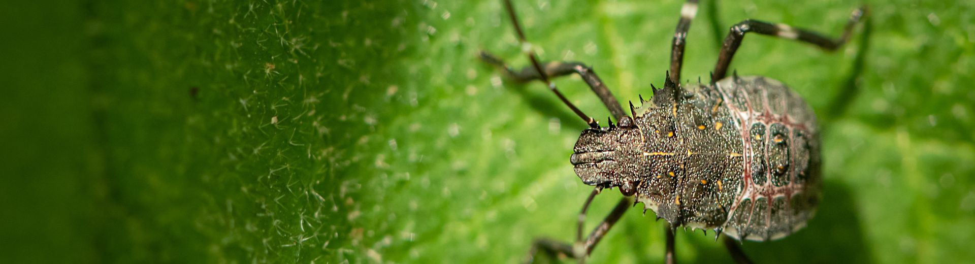 Biosecurity Starts Before the Border: BMSB Season and Container Risks