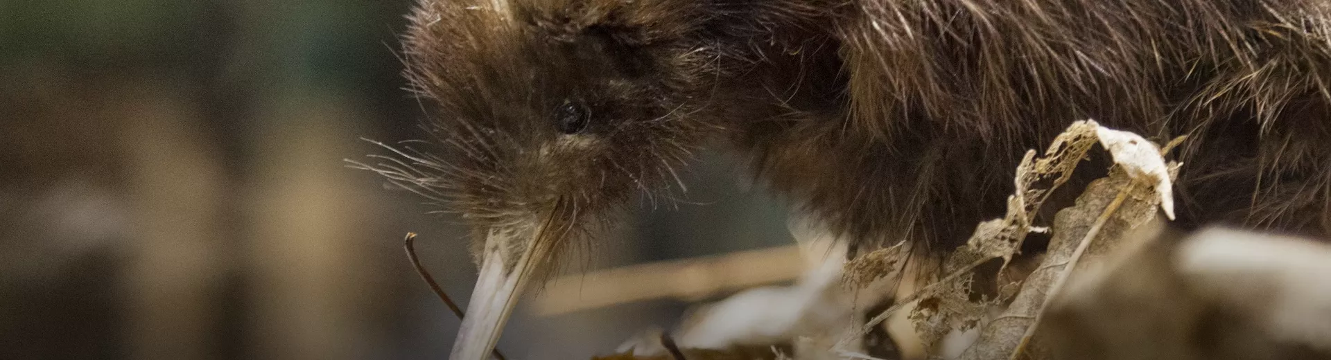 Foot-and-mouth disease (FMD)